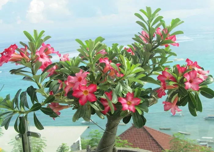 Villa Lembongan Harmony Villas *